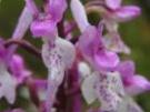 Orchis olbiensis